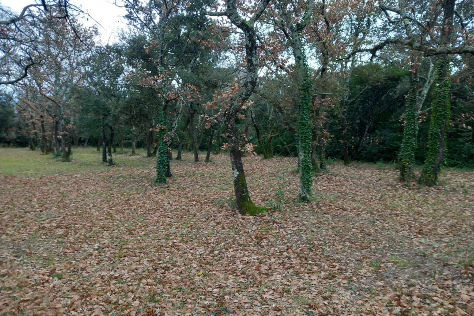 Image_, Terrain, Saint-Siffret, ref :668V153T